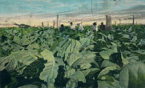 Dyrking av tobakk, Cuba, 1909 av Unbekannt