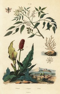 Gumbo-limbo, Bursera simaruba 1, bred havviftekorall eller vortegorgonian, Eunicella verrucosa 2, og cuckoopint, Arum maculatum 3, Gomart, Gorgone, Gouet av Unbekannt