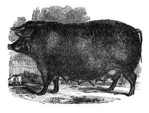 Hampshire sow, 1848 av Unbekannt