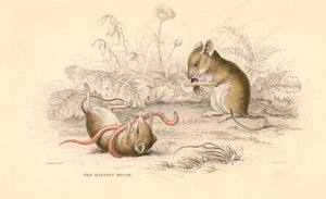 Harvest mus Micromys minutus of the Old World, 1828 av Unbekannt
