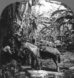 Bananhøster, Costa Rica, 1909 av Unbekannt