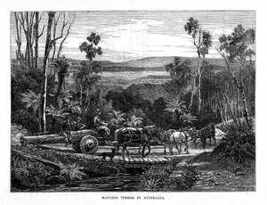 Hauling tømmer, Australia, 1877 av Unbekannt