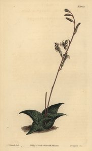 Havarthia venosa (Recurved Aloe, Aloe Recurve) av Unbekannt