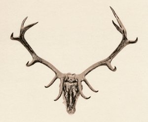 Head of a Deer, c1500-tallet, 1904 av Unbekannt
