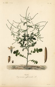 Hekksennep, Sisymbrium officinale, Erysimum officinale, Velar av Unbekannt