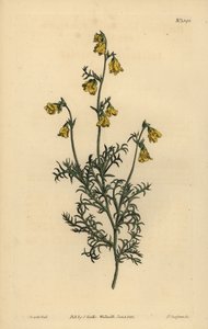 Hermannia confusa (finbladet hermannia, Hermannia tenuifolia) av Unbekannt