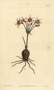 Hessea cinnamomea (glitrende blomstret strumaria, Strumaria crispa) av Unbekannt