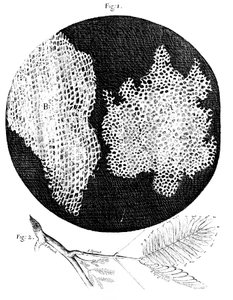 Hookes observasjoner av cellestrukturen til kork og en kvist av Sensitive Plant, 1665 av Unbekannt