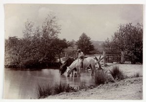 Hester som drikker ved dammen, vers 1890 av Unbekannt