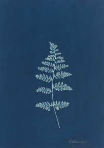 Hothocleana, ca. 1850-tallet. av Unbekannt