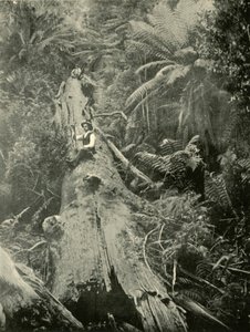 How Are The Mighty Fallen, 1901. av Unbekannt