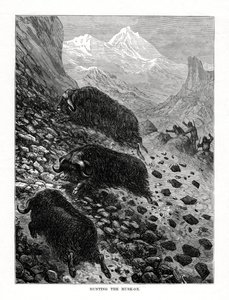 Jakt på moskus, 1877 av Unbekannt
