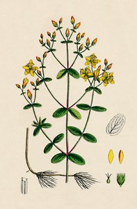 Hypericum Boeticum. Johannesurt med bølgede blader, 1800-tallet av Unbekannt