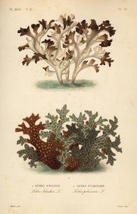 Islandsmose, Cetraria islandica, islandsk lav og trelungeurt, Lobaria pulmonaria, lungelav av Unbekannt