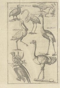 Illustrasjon hentet fra boken Beskrivelse av Vorgebürges des Guten Hope og deres Hottentots av Kolb, Peter og utgitt av bey Peter Conrad Monath (de, 1745) av Unbekannt
