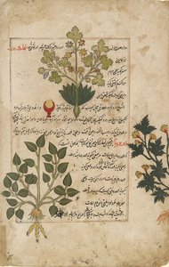 Illustrert dobbel folio som viser tistler og andre medisinske planter, 1595 av Unbekannt