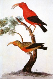 Illustrasjon/Iiwi/Iwi/Scarlet honeycreeper/Scarlet Hawaiian Honeycreeper av Unbekannt