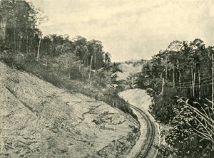 I Blackall Ranges, 1901. av Unbekannt