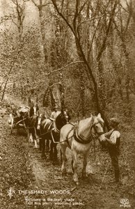 I Shady Woods, slutten av 1800- eller begynnelsen av 1900-tallet av Unbekannt