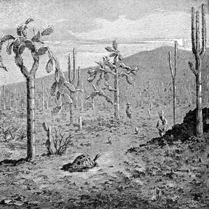 Indefatigable Island, Galapagos Archipelago, 1895 av Unbekannt