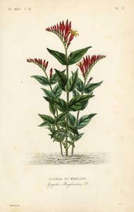 Indisk rosa eller woodland pinkrot, Spigelia marilandica, Spigelia marylandica, Spigelie du Maryland av Unbekannt