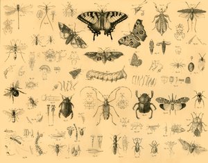 Insekter, c1910. av Unbekannt