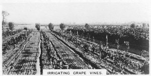 Vanning av drueranker, Australia, 1928 av Unbekannt