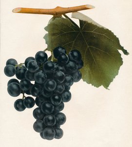 Isabella, 1908. av Unbekannt