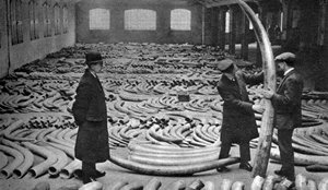 Elfenbensforsendelse, Royal Albert Dock, London, 1926-1927 av Unbekannt