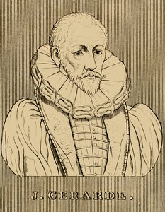 J. Gerarde, c1545-1612, 1830. av Unbekannt