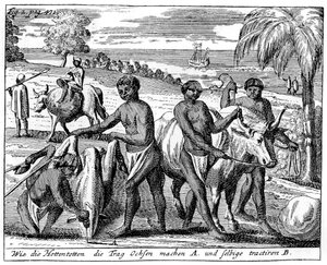 Khoikhois innbrudd av okser, Sør-Afrika, 1700-tallet 1931 av Unbekannt