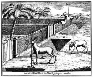 Khoikhois fangen Antilopen, Südafrika, 18. Jahrhundert, 1931 von Unbekannt