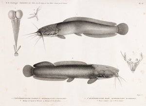 L'Heterobranche Harmout og L'Heterobranche Hale av Unbekannt