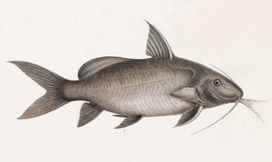 Le Pimelode Scheilan, nærbilde av Unbekannt