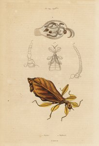 Bladinsekt, Phyllium-arter og nakensneak, Phylliroe-arter av Unbekannt
