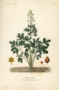 Leontice, Leontice leontopetalum, Leontice commune av Unbekannt