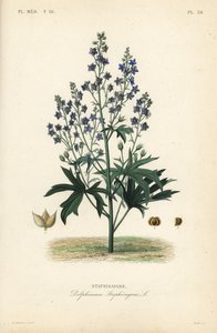 Like-Bene og Stavessere, Delphinium Staphysagriae, Staphysagri av Unbekannt