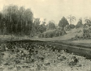 Lily Pond, Brisbane botaniske hage, 1901. av Unbekannt