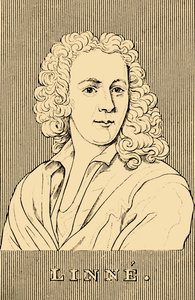 Linne, 1707-1778, 1830. av Unbekannt
