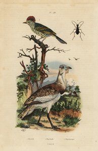 Liten brun bust, Eupodotis humilis og skarpnebb, Oxyruncus cristatus av Unbekannt