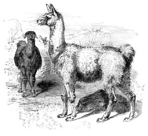 Flammer, c1880 av Unbekannt