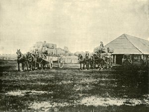 Laster ull, Warrawooh Station, Wimmera, 1901. av Unbekannt