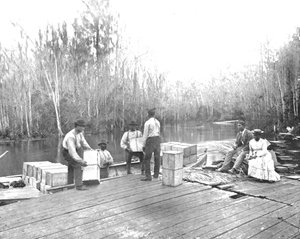 Laster appelsiner på Ocklawaha River, Florida, USA, c1900. av Unbekannt