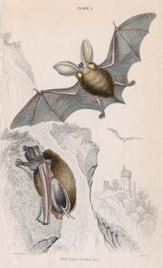 Langøret flaggermus Pectorus auritus, 1828 av Unbekannt