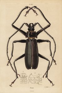 Macrotoma hayesii bille av Unbekannt
