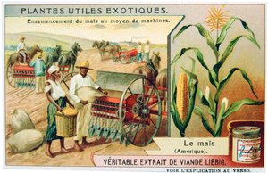 Mais, c1900 av Unbekannt