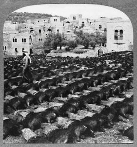 Lage vinflasker, Hebron, c1900 av Unbekannt