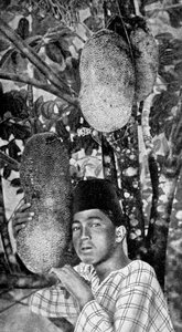 Malayisk sanking av jackfruit, 1922 av Unbekannt