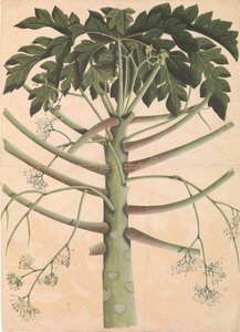 Hann Papaya Tree, ca. 1790-1800. av Unbekannt