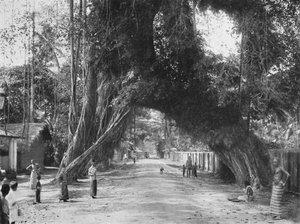 Pittoreske gammelt fikentre Ficus indica på Colombo-Galle-veien nær Kalutara, 1926 av Unbekannt